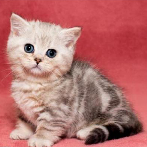 Female Munchkin Kittens Online Shop