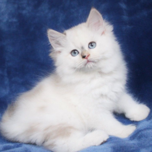 Lilac Ragdoll Kittens For Sale Archives Online Shop