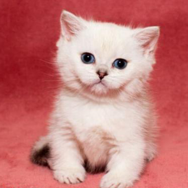 Scottish Fold Munchkin Kittens For Sale Online Shop