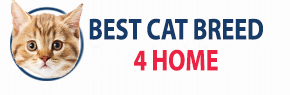 Best Cat Breed 4 Home