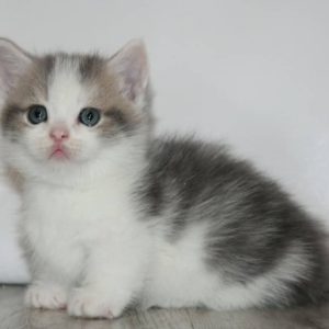 munchkin kittens for sale in texas