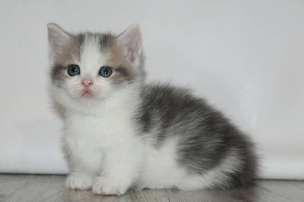 munchkin kittens for sale in texas